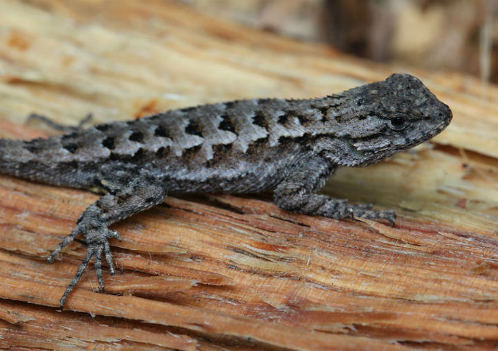 Western Fence Lizard